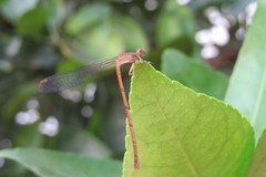 Coenagrionidae