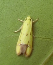 Gymnobathra flavidella