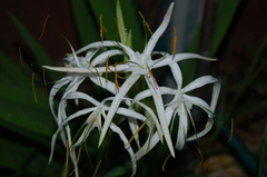 Hymenocallis cleo