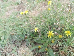 Senecio inaequidens