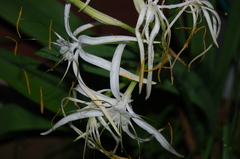 Hymenocallis cleo