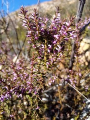 Muraltia juniperifolia