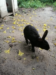 Oryctolagus cuniculus