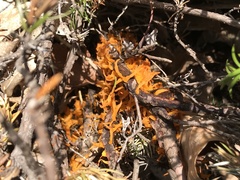 Gymnosporangium clavariiforme