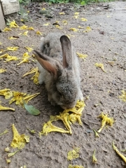 Oryctolagus cuniculus