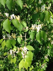 Lonicera maackii