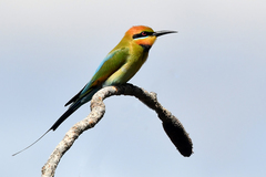 Rainbow Bee-Eater - Photo (c) Jean and Fred, some rights reserved (CC BY)