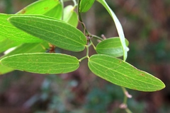 Smilax canellifolia