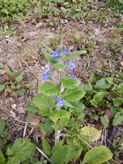 Pentaglottis sempervirens