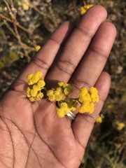 Nidorella hottentotica