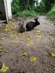 Oryctolagus cuniculus