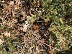 Gymnosporangium clavariiforme