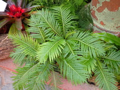 Blechnum gibbum