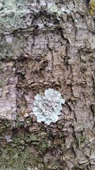 Lepraria normandinoides