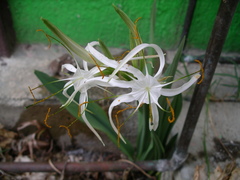 Hymenocallis cleo
