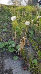 Tussilago farfara