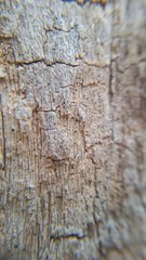 Mycocalicium subtile