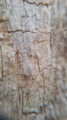 Mycocalicium subtile