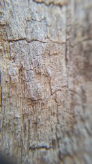 Mycocalicium subtile