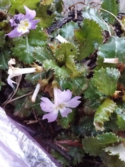 Primula scapigera