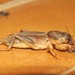 Mole Crickets - Photo (c) Miranda85, some rights reserved (CC BY-NC)