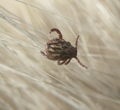 Dermacentor reticulatus