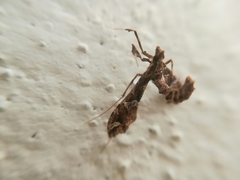 Lineodes triangulalis