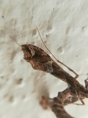 Lineodes triangulalis