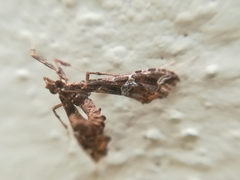 Lineodes triangulalis