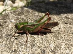 Gastrimargus marmoratus