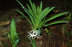 Hymenocallis cleo