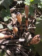 Equisetum arvense