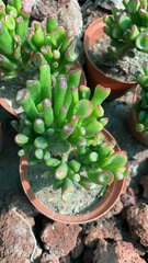 Crassulaceae