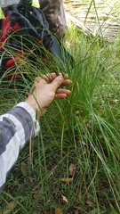 Carex flagellifera