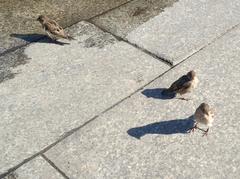 Passer domesticus