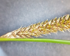 Carex flagellifera