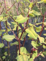 Reynoutria japonica