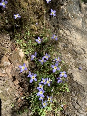 Houstonia serpyllifolia