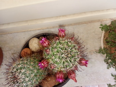 Mammillaria