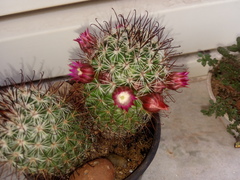 Mammillaria