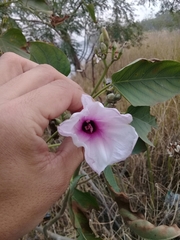 Ipomoea carnea fistulosa