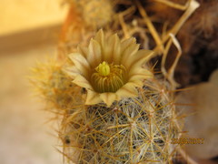 Mammillaria