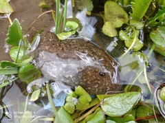 Telmatobius macrostomus