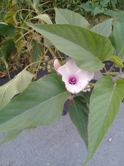 Ipomoea carnea fistulosa