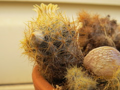 Mammillaria