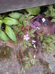 Geranium robertianum