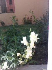 Antirrhinum majus