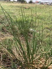 Juncus effusus