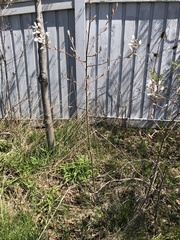 Amelanchier arborea