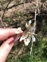 Amelanchier arborea